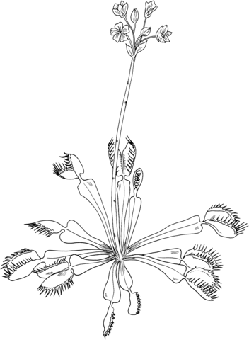 Dionaea Muscipula Venus Flytrap Coloring Page